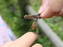 Bắt chuồn chuồn