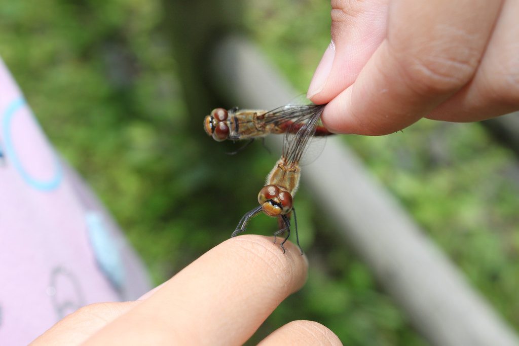 Bắt chuồn chuồn