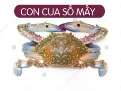 Con Cua Số Mấy