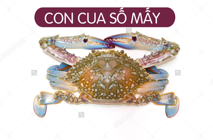 Con Cua Số Mấy